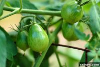 Designing Your Dream Garden