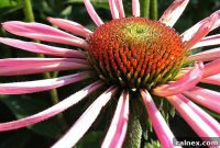 The Master Gardener’s Golden Rule