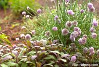 Unlocking Flavor: A Guide to Cultivating Kitchen Herbs