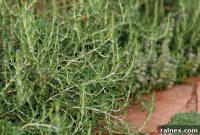 Discover the Magic of Rosemary