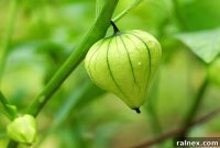 Mastering Tomatillo Cultivation