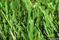 Stop Crabgrass and Annual Weeds Before They Start