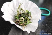 Natural Remedies for a Moth-Free Home