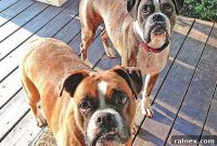 Whiskers and Wags