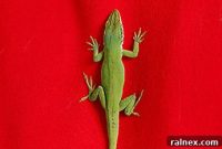A Very Merry Lizard