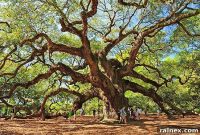 Angel Oak: South Carolina’s Enduring Giant