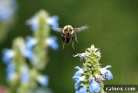 A Fresh Buzz