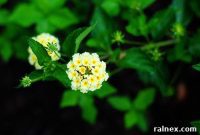 The Unstoppable Lantana