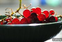 Gathering the Vintage