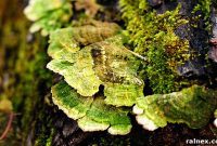 Mycelial Mysteries