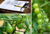 Garden of Gusto: Your Salsa Oasis