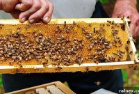 Buzzing into Beekeeping