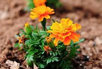 Essential Steps for Lush Marigolds