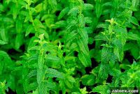 Mint Cultivation Secrets