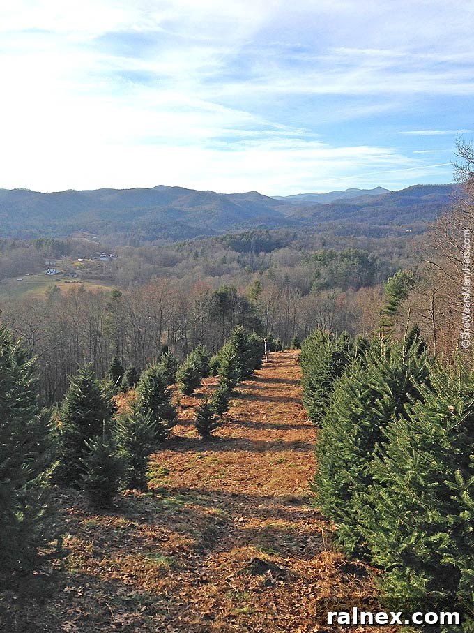 Cozy Cranberry Spice Toddy 2 A day of Christmas Tree hunting in the Mountains of NC | shewearsmanyhats.com